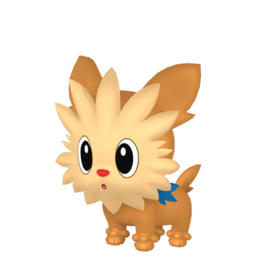 Lillipup Image